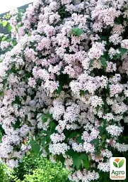 Саджанець Agro-Market Кольквіція чарівна Kolkwitzia Pink Cloud 1 шт. в упаковці (181746) - мініатюра 2