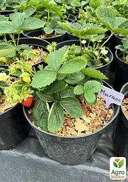 Саджанець Agro-Market Полуниця садова ремонтантна Murano укорінена в контейнері 1 шт. в пакуванні (182796) - мініатюра 3