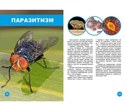 Хто з ким дружить, або дивовижі симбіозу - Клімов Василь (9789669890467) - мініатюра 2