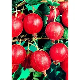 Саджанець Agro-Market Агрус безколючковий Мюнхгаузен (середній термін дозрівання, морозостійкий сорт) 1 шт. в упаковці (20737) - мініатюра 2