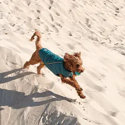 Жилет для собак Pet Fashion E.Vest L морська хвиля - мініатюра 5