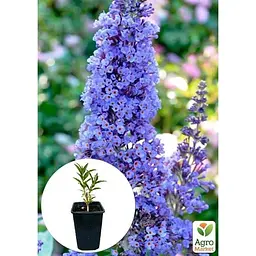 Саджанець Agro-Market Буддлея Давида Adonis Blue С3 висота 20-40 см (153831) 1 шт. в упаковці - мініатюра 3
