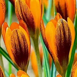 Крокус ботанічний "Orange Monarch" (розмір 5/7, середній) 5 шт (48695)