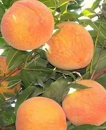 Саджанець Agro-Market Персик T-3 Вайн Голд (літній сорт, середньопізній термін дозрівання) (25787) 1 шт. в упаковці - мініатюра 3