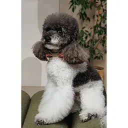 Аксесуар шийний Pet Fashion Ruta для собак S -М - мініатюра 4