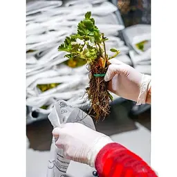 Саджанець Agro-Market Полуниця Флер (Flair) 5шт (ультраранній термін дозрівання) (23397) - мініатюра 6