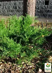 Саджанець Agro-Market Ялівець середній Mint Julep вазон С2 діаметр 30-40 см 1 шт. в упаковці (176876) - мініатюра 4