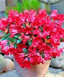 Рододендрон Agro-Market Scarlet Wonder квітучий 2-х річний висота 20 см з Нідерландів 1 саджанець в упаковці (179911) - мініатюра 2