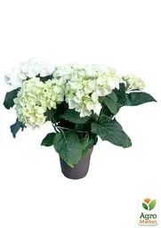 Саджанець Agro-Market LMTD Гортензія крупнолистова квітуча 3-річна Bright White (30-40см) (159470) - мініатюра 5