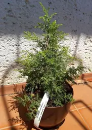 Саджанець Agro-Market Ялівець звичайний Gold Cone контейнер P9, 1 шт. в упаковці (50881) - мініатюра 4