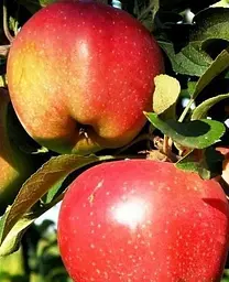 Саджанець Agro-Market Яблуня Камео (зимовий сорт, пізній термін дозрівання) (25742) 1 шт. в упаковці - мініатюра 2