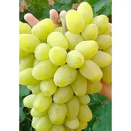 Саджанець Agro-Market Виноград Олігарх (ранній термін дозрівання, морозостійкість до -25⁰С) 1 шт. в упаковці (25534) - мініатюра 3