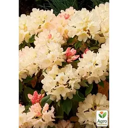 Саджанець Agro-Market Рододендрон Golden Torch (49189) 1 шт. в упаковці - мініатюра 2