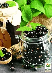 Саджанець Agro-Market Смородина на штамбі Бен Ломонд (Ben Lomond) середньо-пізній терміни дозрівання) 1 шт. в пакуванні (43075) - мініатюра 2