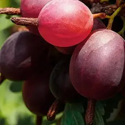 Агрус Agro-Market "Фініковий" (пізній термін дозрівання, сорт високозимостійкий) (187565) 1 саджанець в упаковці