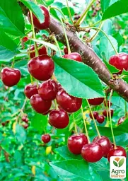 Саджанець Agro-Market Вишня Оптімістка (літній сорт, середній термін дозрівання) 1 шт. в упаковці (177893) - мініатюра 2