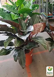 Саджанець Agro-Market Філодендрон Imperial Red кімнатний 30-40 см 1 шт. в упаковці (182806) - мініатюра 3