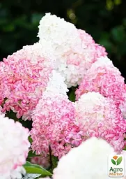 Саджанець Agro-Market Гортензія волотиста Pink & Rose вазон Р9 (181176) - мініатюра 3