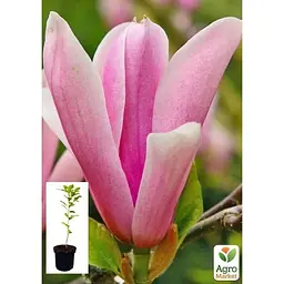 Саджанець Agro-Market Магнолія 3-х річна гібридна Susan (висота 40-50 см) (60481) 1 шт. в упаковці - мініатюра 4