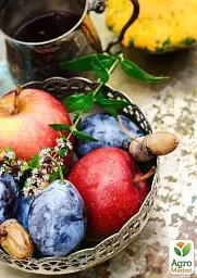 Саджанець Agro-Market Слива Венгерка (пізній термін дозрівання) 1 шт. в упаковці (36759) - мініатюра 4