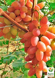 Саджанець Agro-Market Виноград Ух-ти Шамаханська цариця (ранній сорт, велика солодка, ароматна ягода) 1 шт. в пакуванні (177273) - мініатюра 2