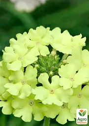Вербена ампельна "Vanessa Compact Lime" (185523) 1 саженец - мініатюра 2