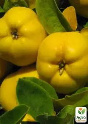 Саджанець Agro-Market Айва ніжно-жовта Мудра (Wise) (преміальний, морозостійкий сорт) 1 шт. в упаковці (47384) - мініатюра 2
