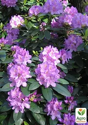 Саджанець Agro-Market Рододендрон катевбінський 2-х річний Grandiflorum С2 Висота 25-40см (153986) - мініатюра 3