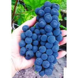 Саджанець Agro-Market Виноград Каберне (винний сорт, пізній термін дозрівання, один з найпопулярніших темних сортів) 1 шт. в упаковці (44319) - мініатюра 2