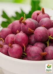 Агрус Agro-Market "Карамелька" (пізній термін дозрівання, один з найсмачніших сортів) (187562) 1 саджанець в упаковці - мініатюра 2