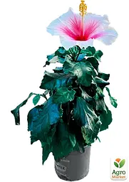 Саджанець Agro-Market Гібіскус сирійський China Chiffon С2, висота 20-40 см (181304) - мініатюра 4