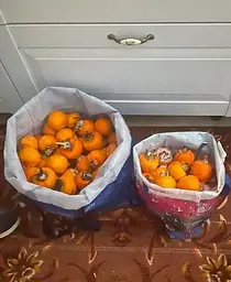 Саджанець Agro-Market Хурма на віргінській морозостійкій підщепі Зенджи мару (Шоколадниця) вищий сорт! (35901) 1 шт. в упаковці - мініатюра 5