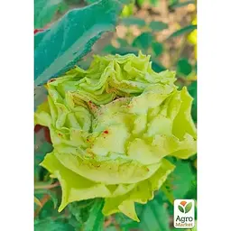 Троянда чайно-гібридна Agro-Market Лимонад саджанець класу АА+ вищий сорт 1 шт. в упаковці (178180) - мініатюра 3
