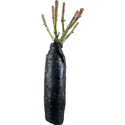 Саджанець Agro-Market Троянда плетиста Aloha (клас АА +) вищий сорт (17401) 1 шт. - мініатюра 3