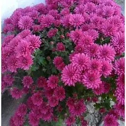 Саджанець Agro-Market Хризантема Lobell Purple (мультифлора рання) (48766) 1 шт. в упаковці - мініатюра 4