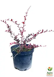 Саджанець Agro-Market Барбарис Тунберга 3-х річний Red Chief С3, висота 30-40см (166985) - мініатюра 4