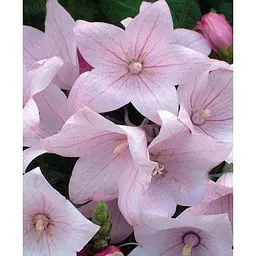 Цибулина Agro-Market Широкодзвоник (platycodon) Grandiflorus Fuji Pink (23580) 1 шт. - мініатюра 3