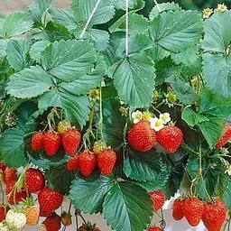 Полуниця Ампельна Agro-Market "Елан" (Elan) (ремонтантний сорт з найвищим вмістом вітаміну C) (51892) 1 саджанець в упаковці