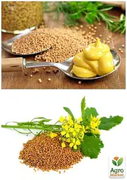 Насіння Agro-Market гірчиця Весна на вагу ціна за 50 г (22482) - мініатюра 2