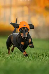 Шапка для собак Hat-Dog помаранчева (M) - мініатюра 3