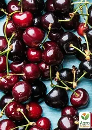 Саджанець Agro-Market Вишня темно-бордова Блаженство (Bliss) (угорська селекція, преміальний високоякісний сорт) 1 шт. в упаковці (43991) - мініатюра 3