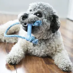 Жувальна кістка для цуценят KONG Puppy Goodie Bone з мотузкою - мініатюра 3