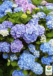 Саджанець Agro-Market Гортензія крупнолиста Forever and ever Blue (64428) - мініатюра 3