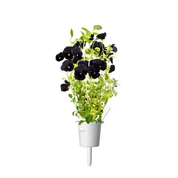 Змінний картридж Click & Grow Чорна віола (9230) - мініатюра 2