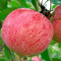 Яблуня Штрейфлінг Agro-Market Зимовий Штрифель зимовий сорт пізній термін дозрівання 188005 1 саджанець в упаковці