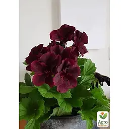 Саджанець Agro-Market Пеларгонія Королівська Novita Classic Blacky (176669) 1 шт. в упаковці - мініатюра 2