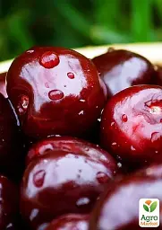 Саджанець Agro-Market Черешня чешської селекції Тамара (літній сорт, пізній термін дозрівання) 1 шт. в упаковці (46282) - мініатюра 2