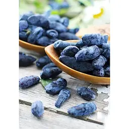 Саджанець Agro-Market Жимолость Югана (ранній термін дозрівання, морозостійкий сорт) 1 шт. в упаковці (43969) - мініатюра 2