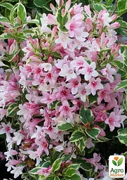Саджанець Agro-Market Вейгела флорида 2-річна Nana Variegata висота 20-40см (101884) - мініатюра 4