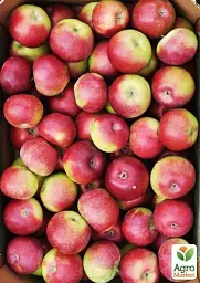 Саджанець Agro-Market Яблуня Лігол (зимовий сорт) 1 шт. в упаковці (21373) - мініатюра 2